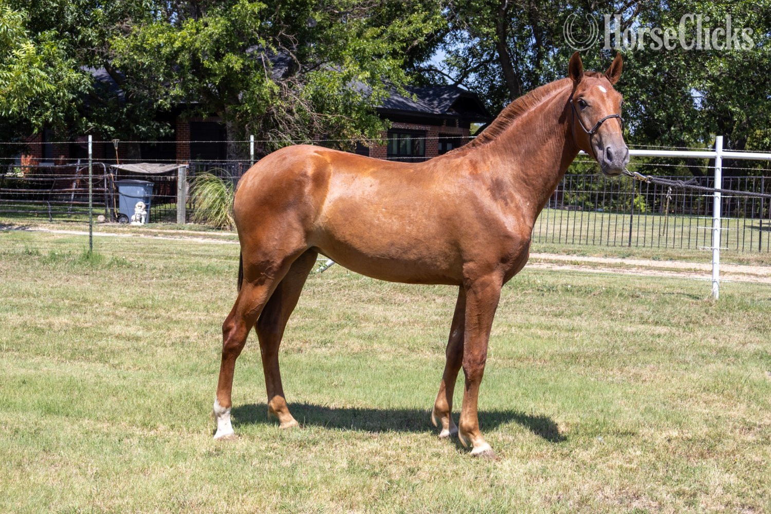 "Reyna Lazo" Chestnut Filly Andalusian in Texas