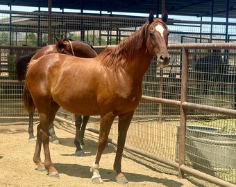 "Two to Tango" Chestnut Mare Thoroughbred