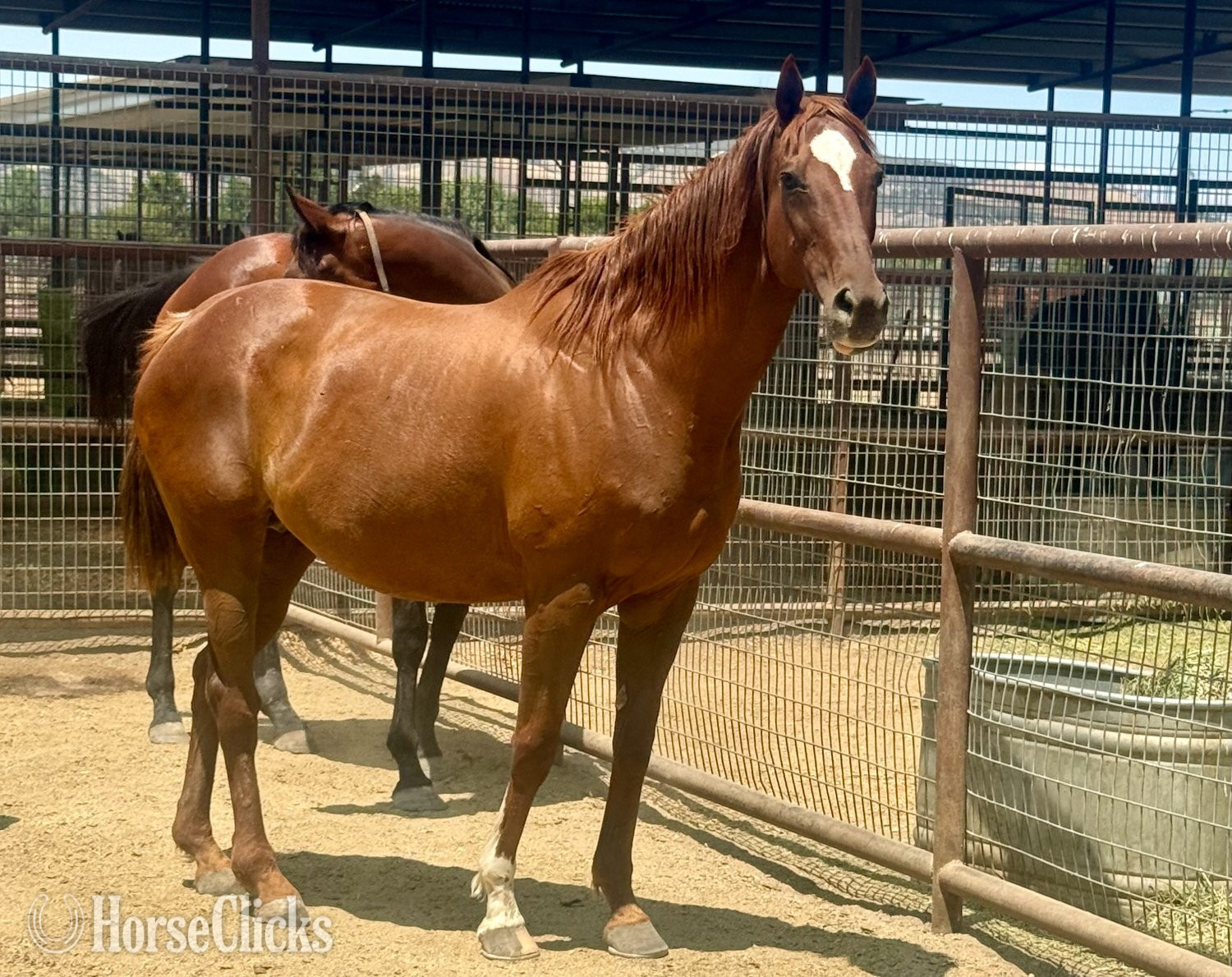"Two to Tango" Chestnut Mare Thoroughbred in California