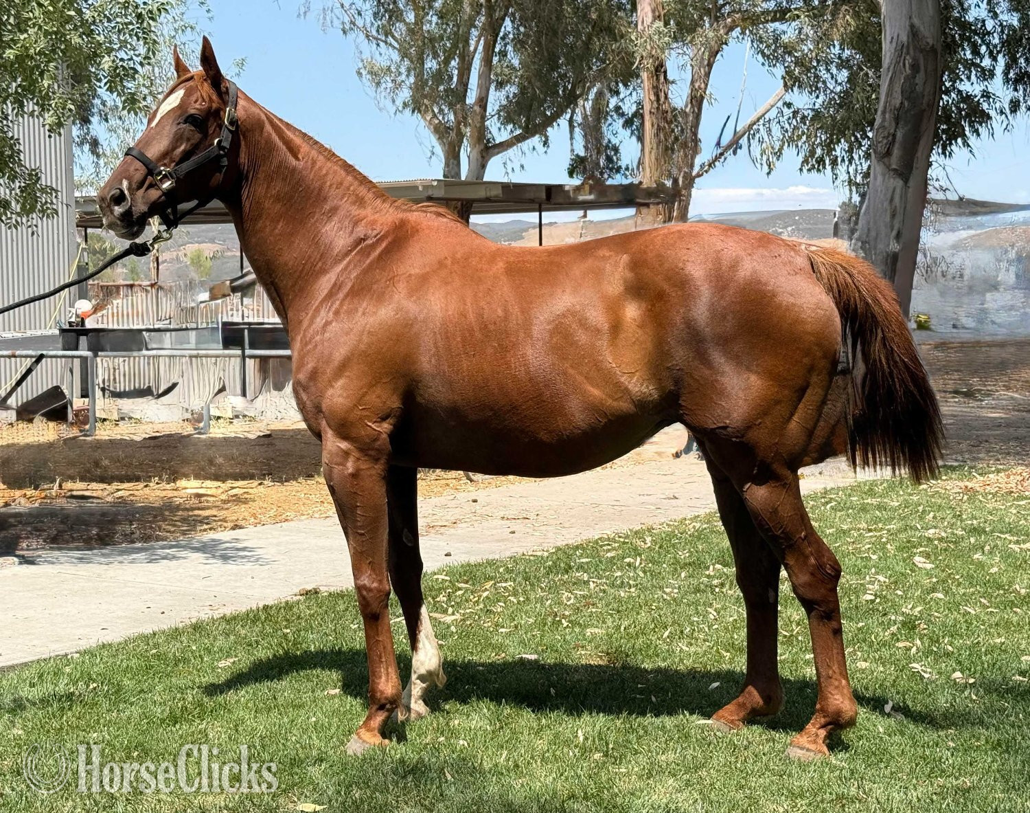 "Two to Tango" Chestnut Mare Thoroughbred