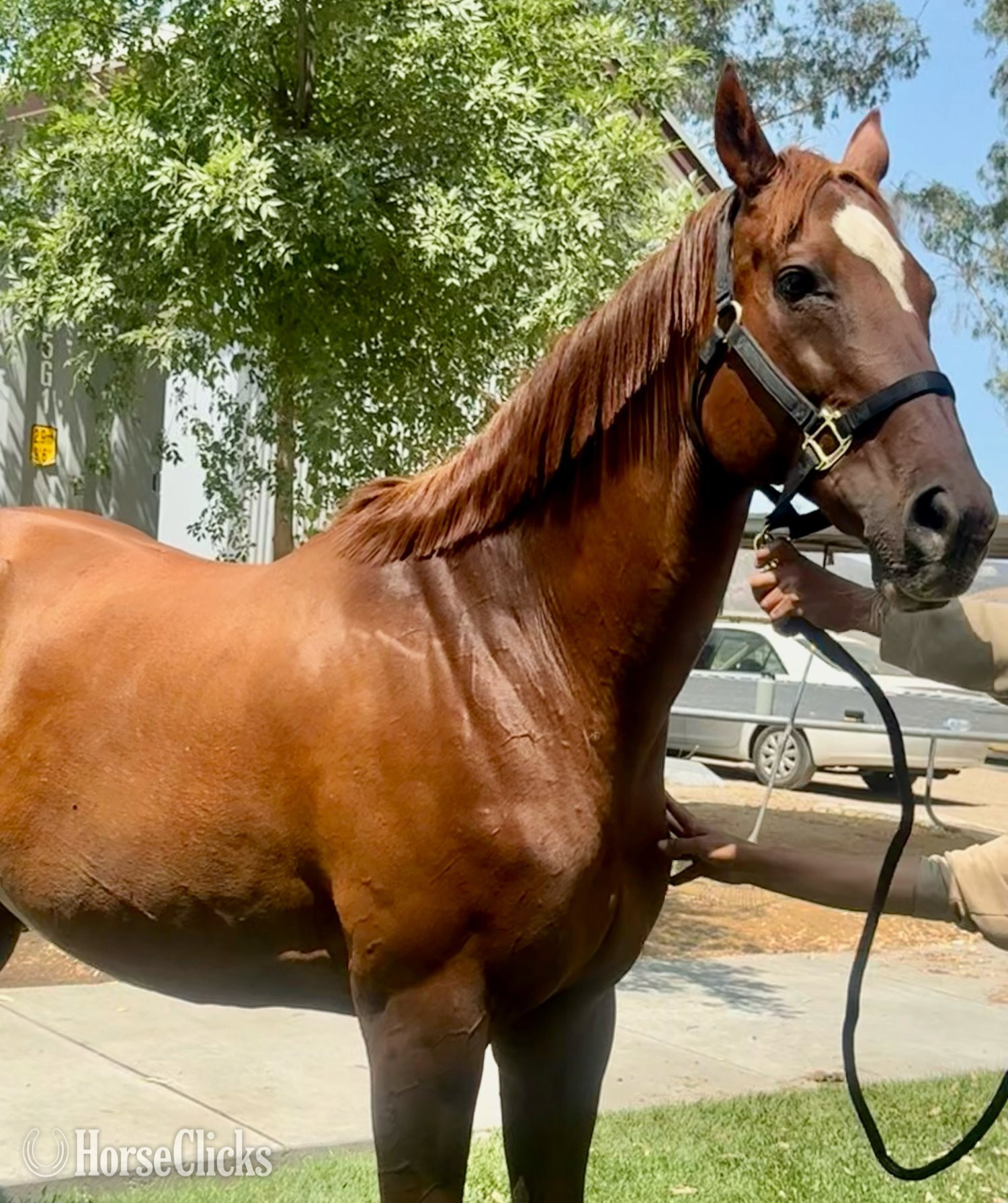 California "Two to Tango" Chestnut Mare Thoroughbred