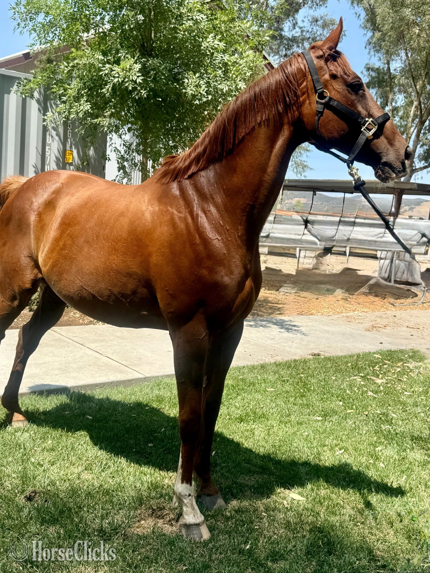 "Two to Tango" Chestnut Mare Thoroughbred - Thoroughbred in California