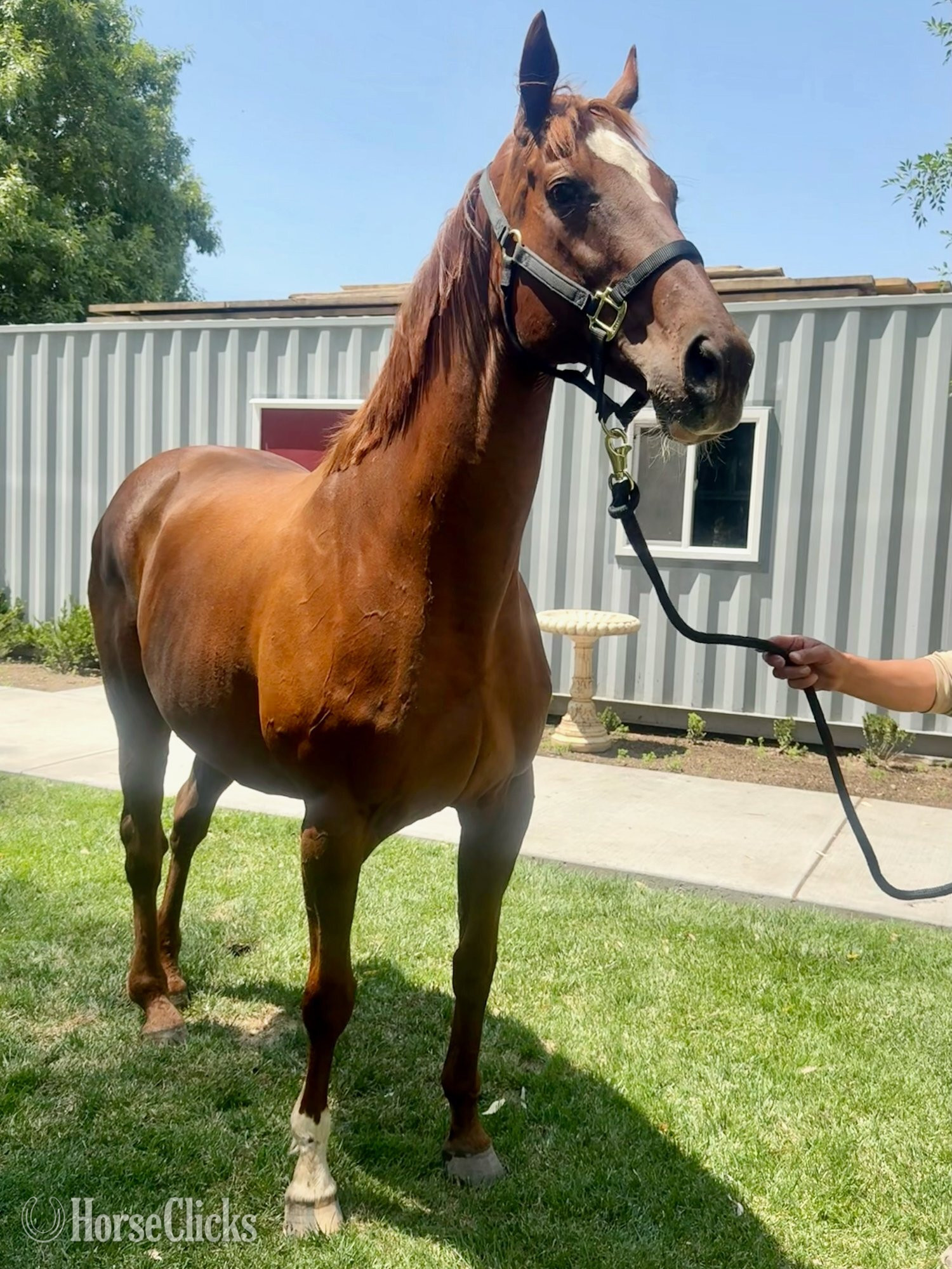 "Two to Tango" Chestnut Mare Thoroughbred - Thoroughbred