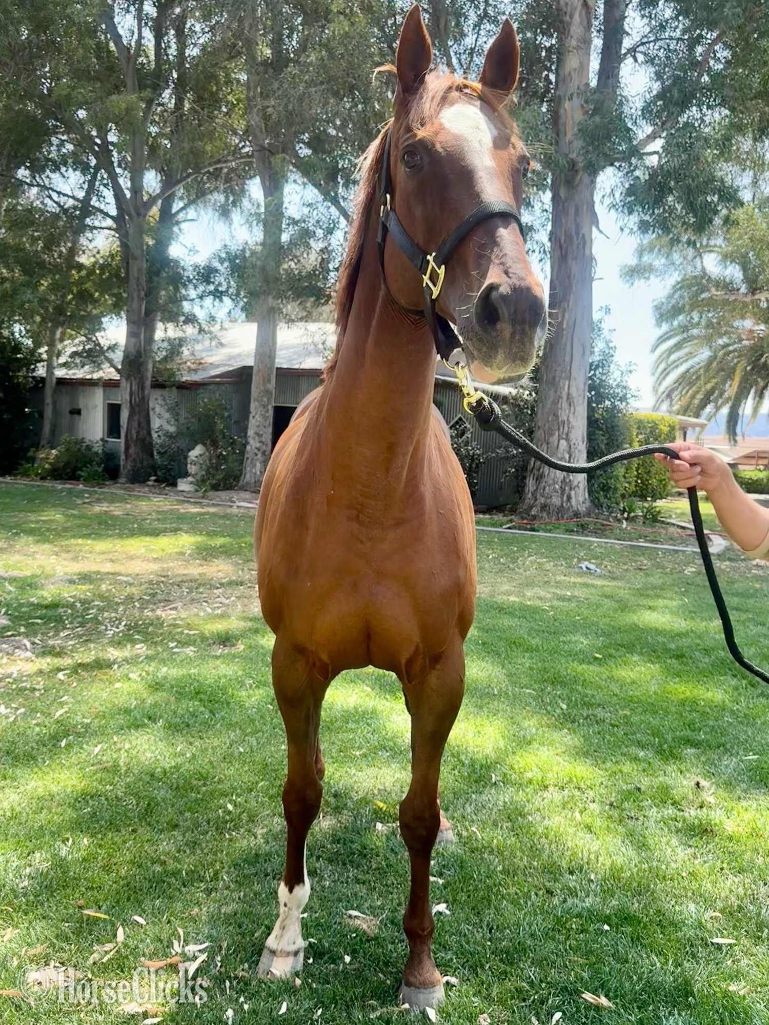 "Two to Tango" Chestnut Mare Thoroughbred California