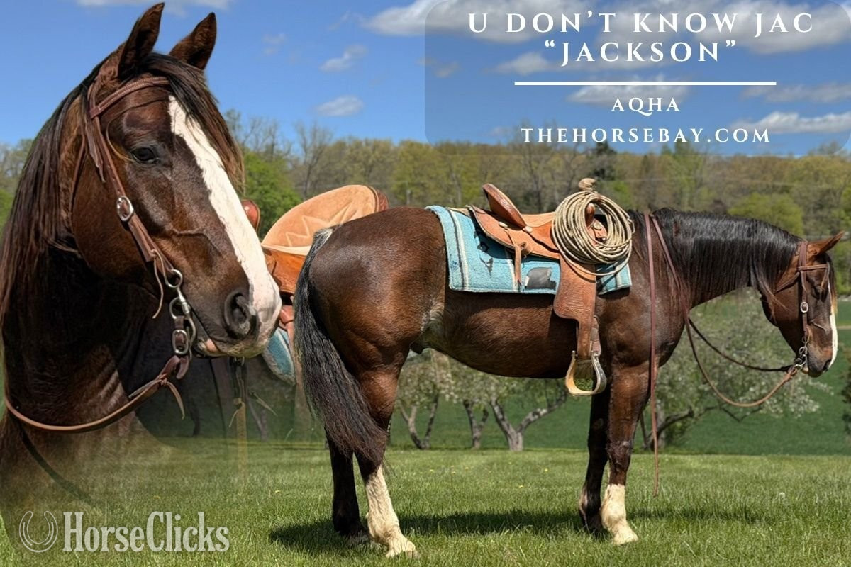 "Jackson" Brown Gelding Quarter Horse in Michigan