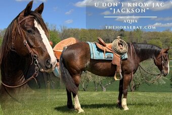 "Jackson" Brown Gelding Quarter Horse