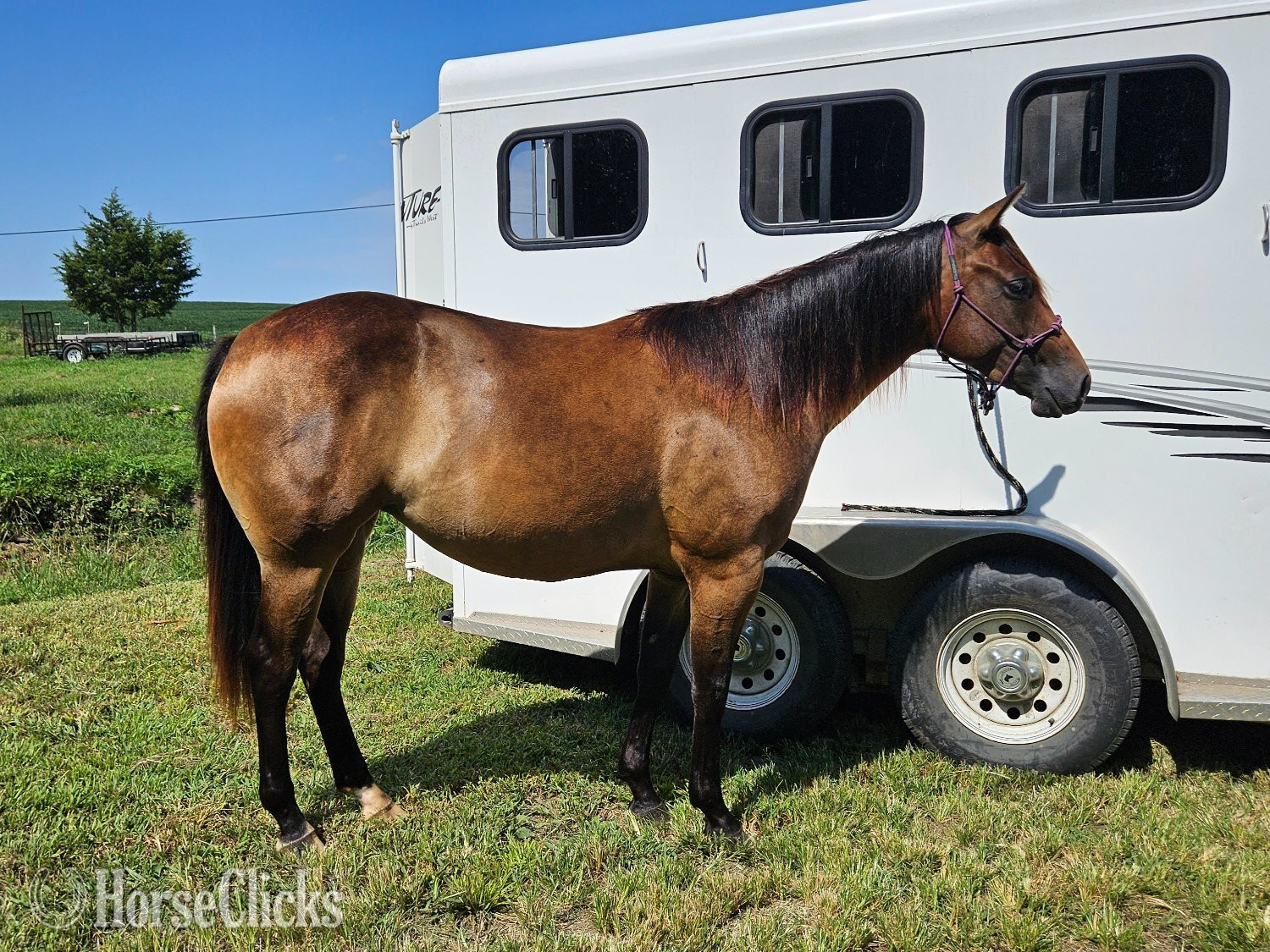 "Pretty Wicked Slider " Bay Filly Quarter Horse in Kansas