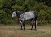 "SweetPea " Grey Mare Quarter Horse