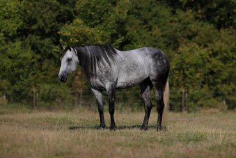 "SweetPea " Grey Mare Quarter Horse