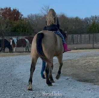 "Gerard " Buckskin Gelding Quarter Horse