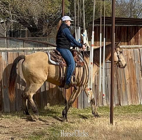 Texas "Gerard " Buckskin Gelding Quarter Horse