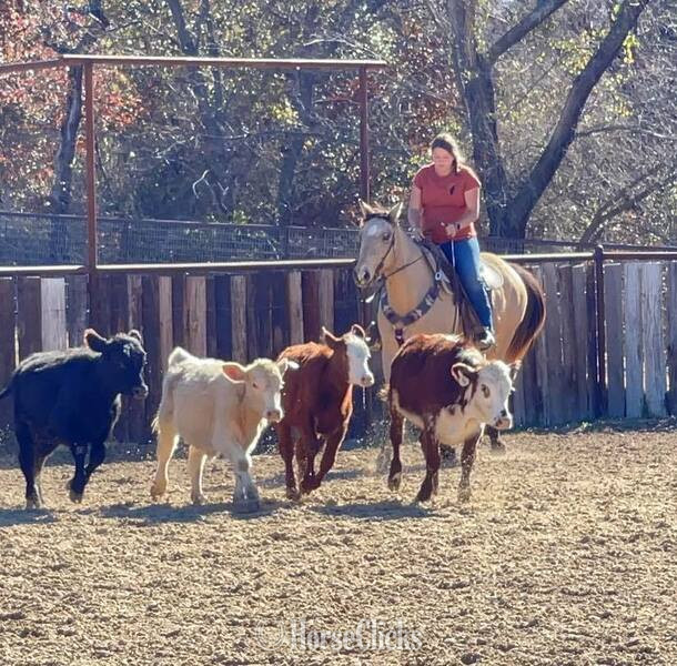 "Gerard " Buckskin Gelding Quarter Horse - Quarter Horse in Texas