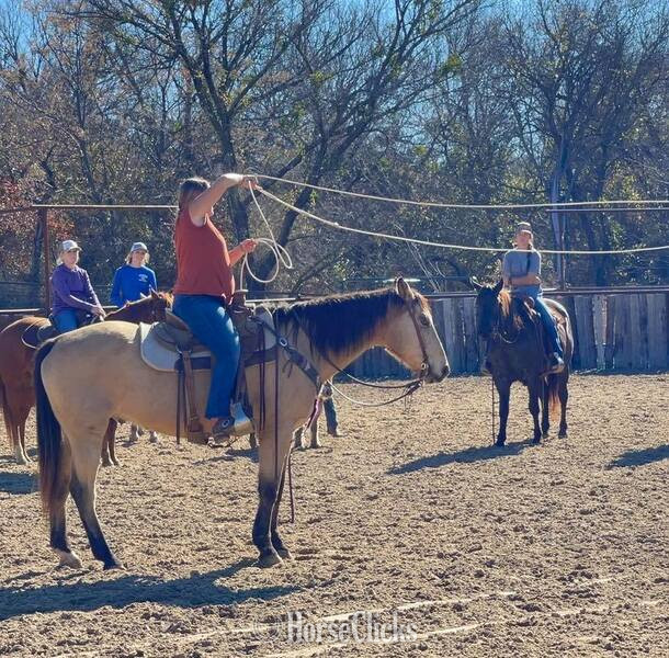 "Gerard " Buckskin Gelding Quarter Horse - Quarter Horse