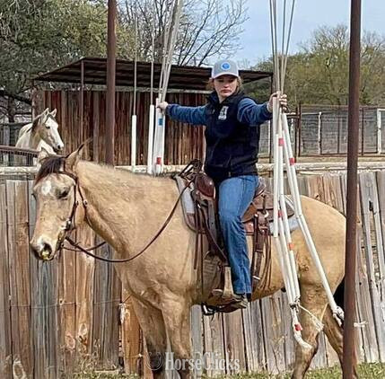"Gerard " Buckskin Gelding Quarter Horse in Texas