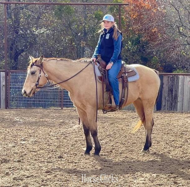 "Gerard " Buckskin Gelding Quarter Horse Texas