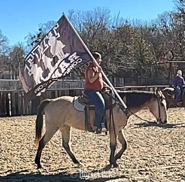 Quarter Horse - "Gerard " Buckskin Gelding Quarter Horse in Texas