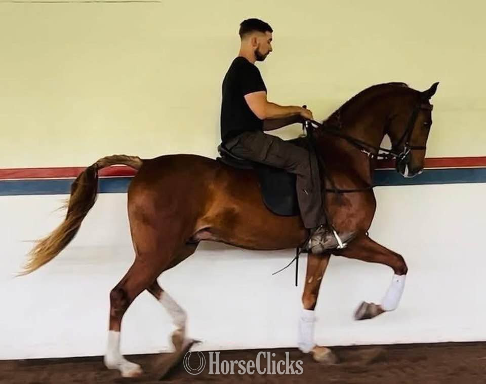 "IN TheSpotlight SS" Chestnut Gelding Arabian in Michigan