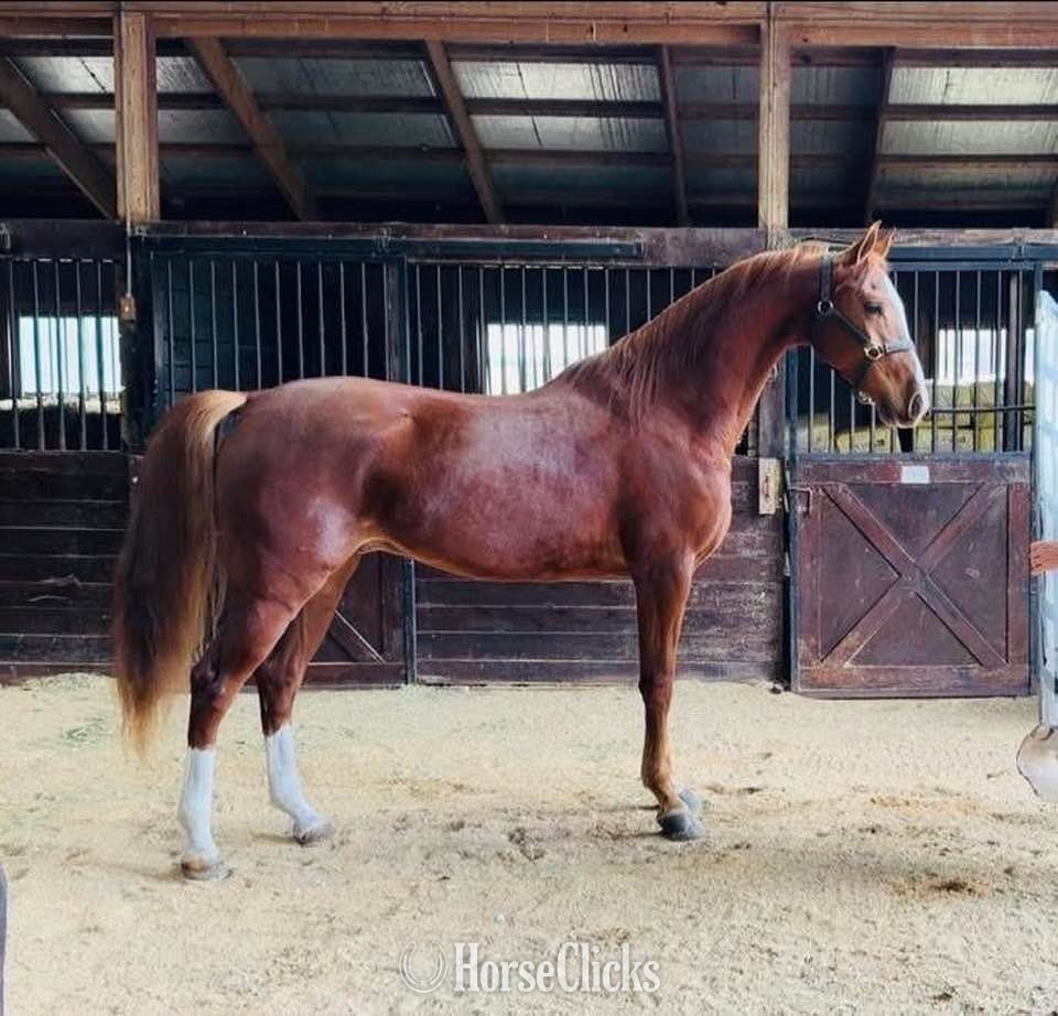 "IN TheSpotlight SS" Chestnut Gelding Arabian