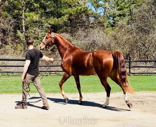 Michigan "IN TheSpotlight SS" Chestnut Gelding Arabian