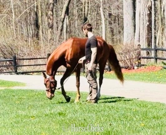"IN TheSpotlight SS" Chestnut Gelding Arabian - Arabian in Michigan