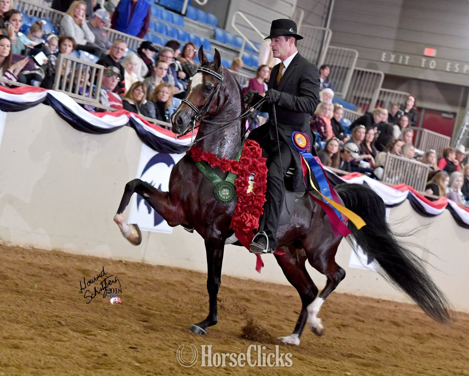 "IN TheSpotlight SS" Chestnut Gelding Arabian - Arabian