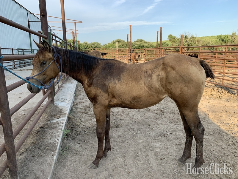 "Captainsroyalfortune" Buckskin Mare Quarter Horse in Nebraska