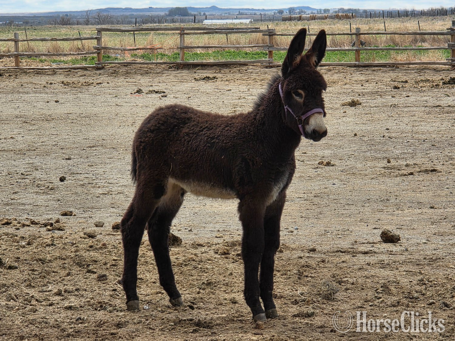 "THT Pavillion Phil" Brown Colt Donkey in Wyoming