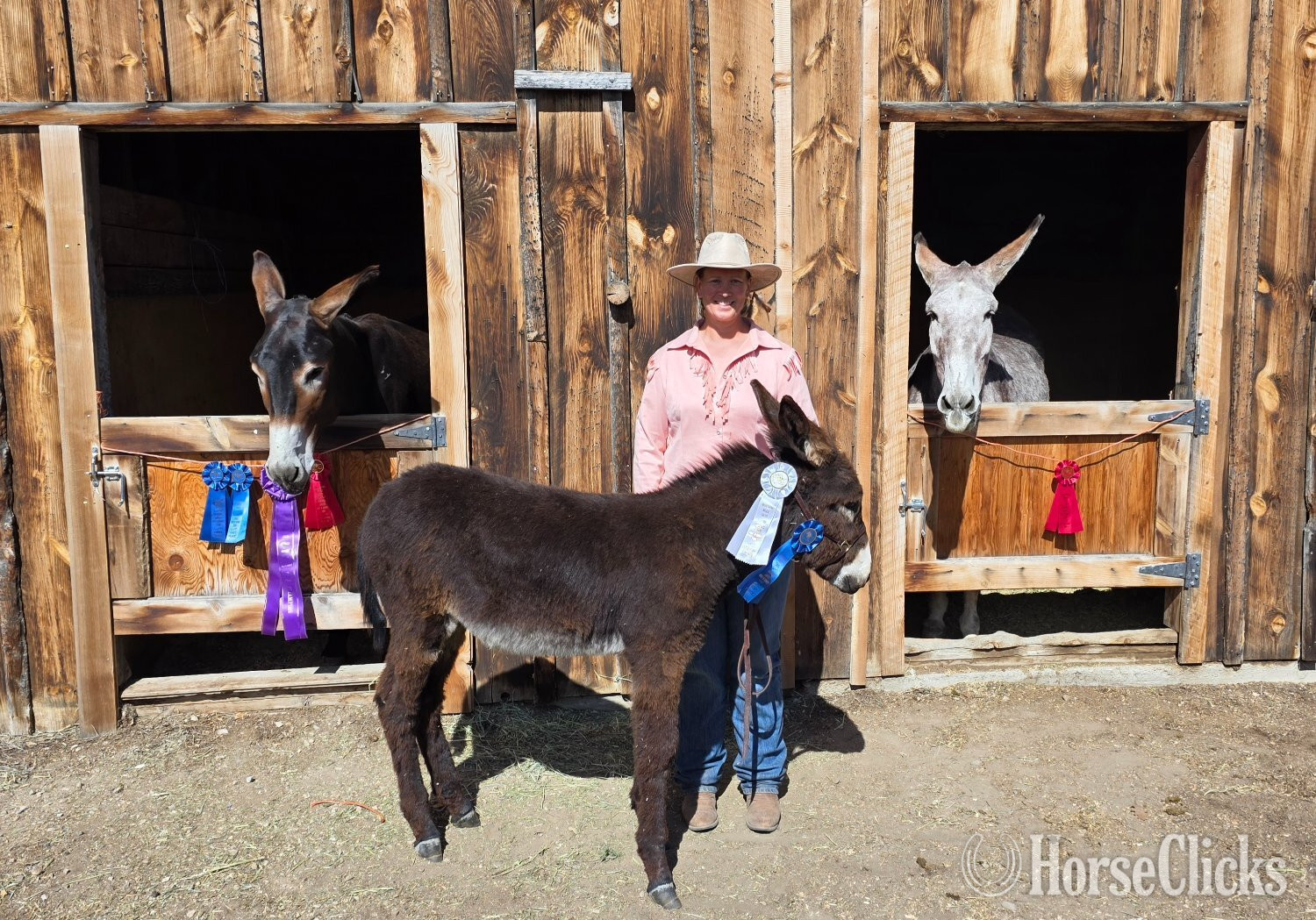 Wyoming "THT Pavillion Phil" Brown Colt Donkey