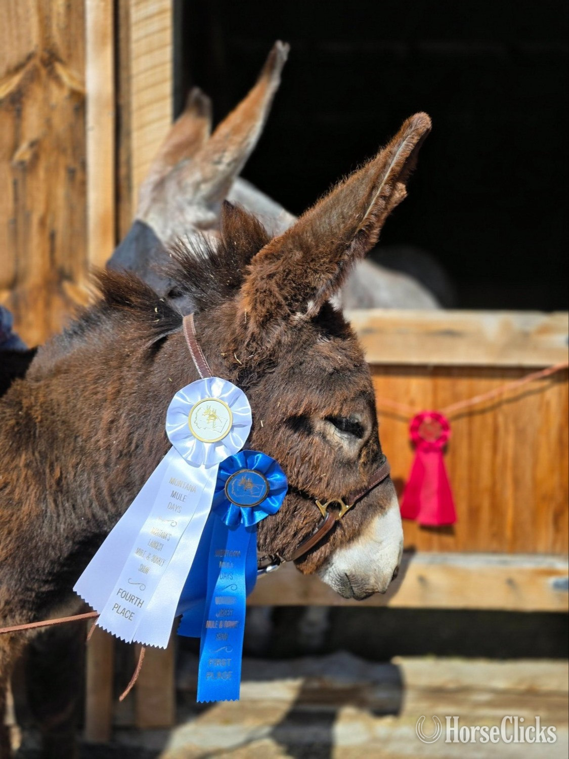 "THT Pavillion Phil" Brown Colt Donkey - Donkey in Wyoming