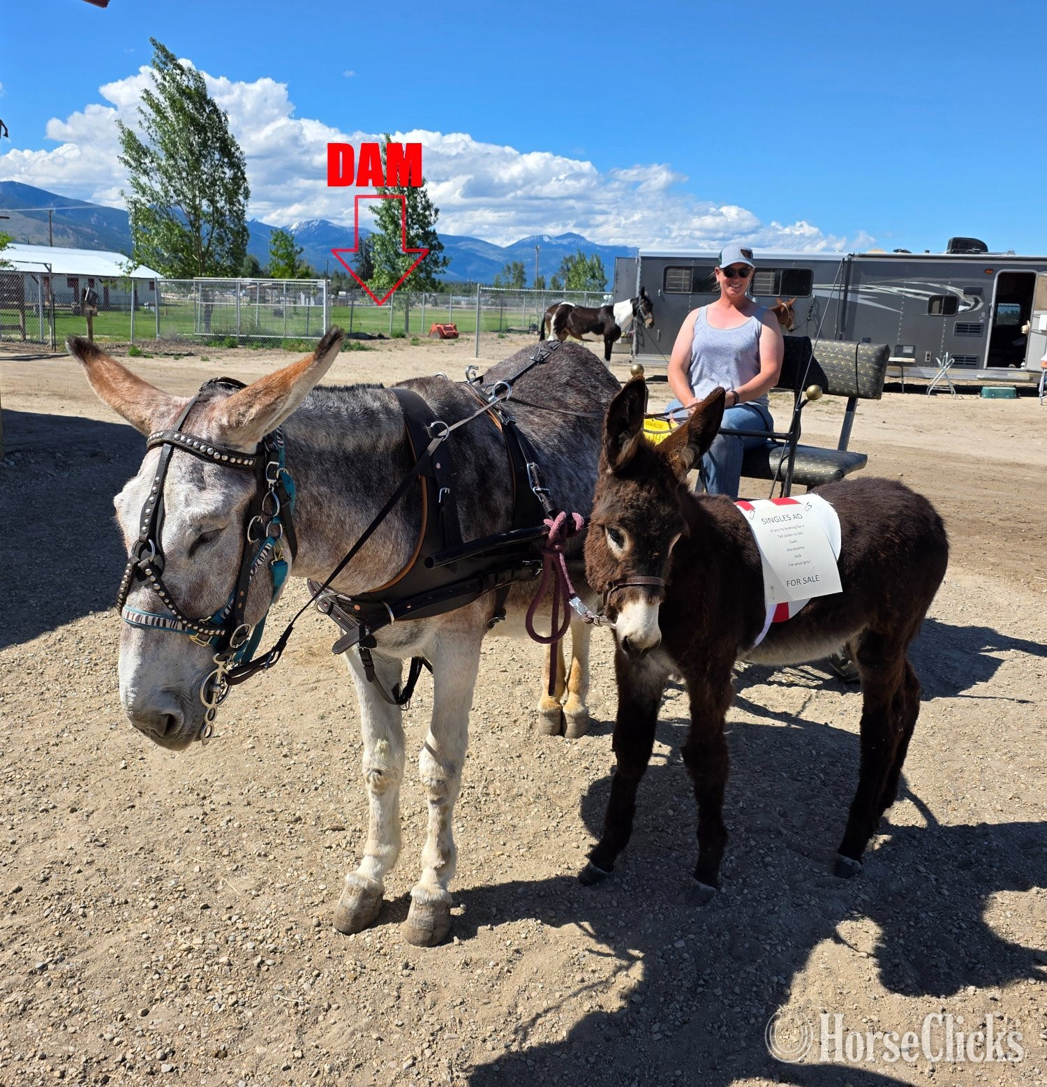 "THT Pavillion Phil" Brown Colt Donkey Wyoming