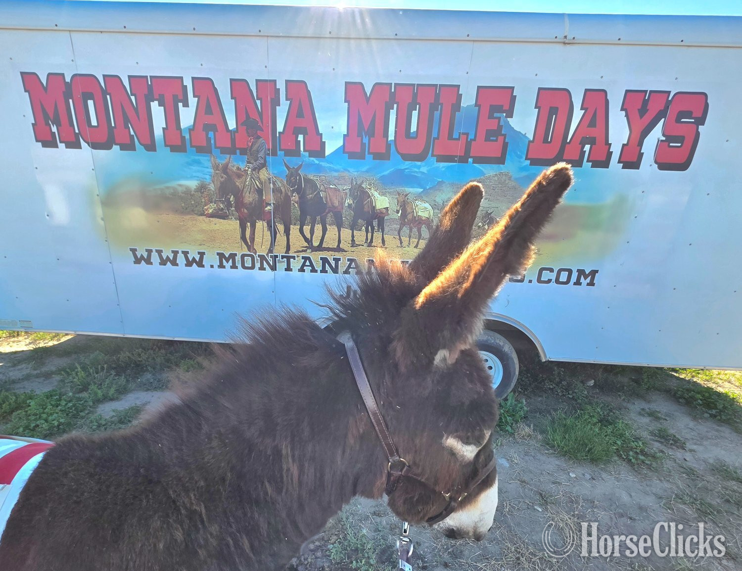 Donkey - "THT Pavillion Phil" Brown Colt Donkey in Wyoming