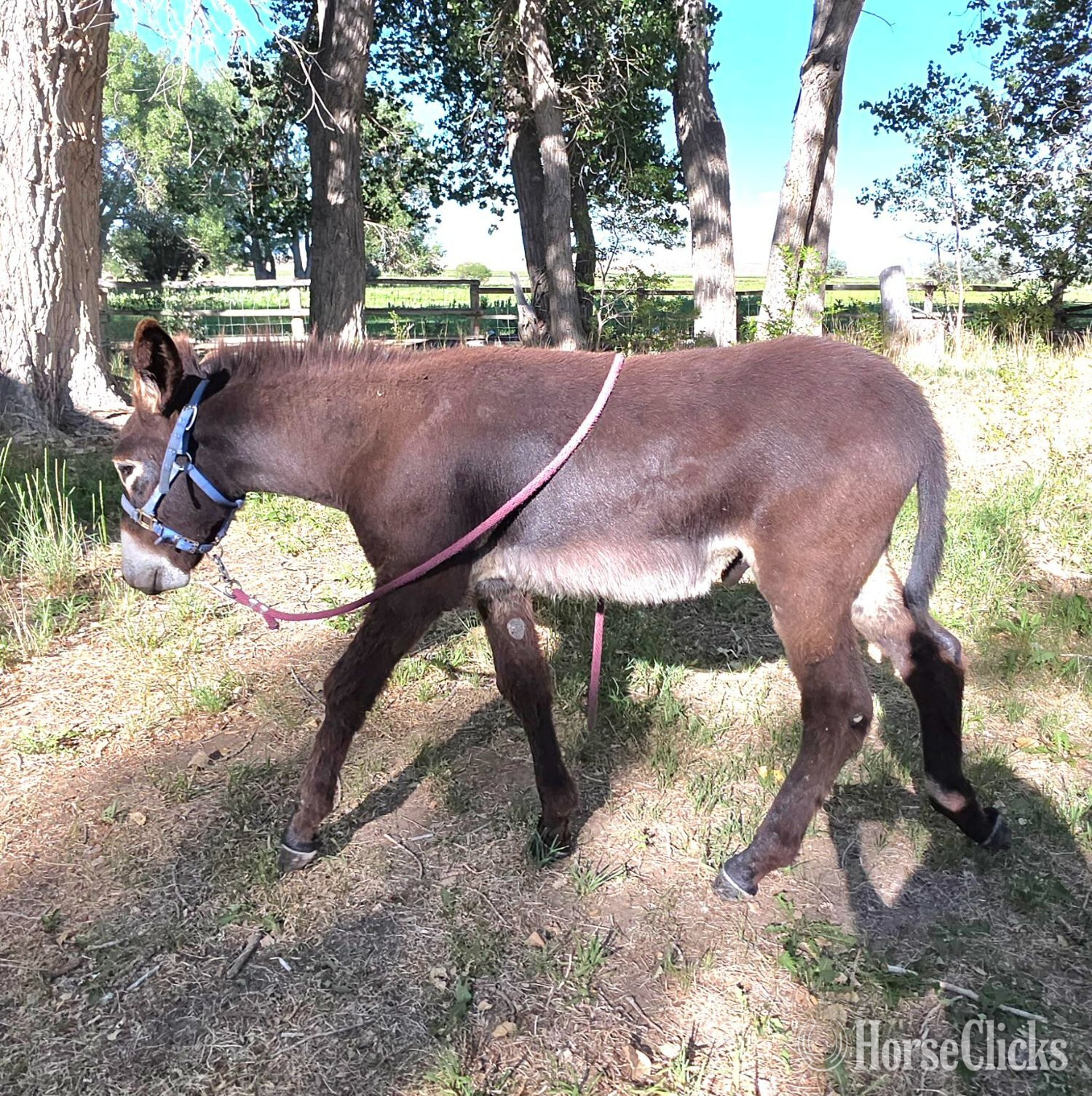 Donkey - "THT Pavillion Phil" Brown Colt Donkey