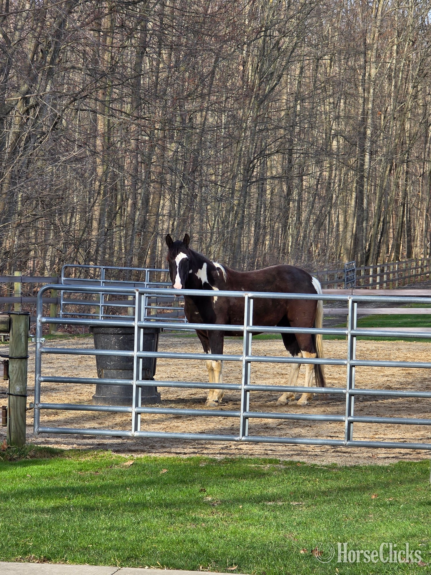 "Tobiano" Tabiano Gelding Tennessee Walker