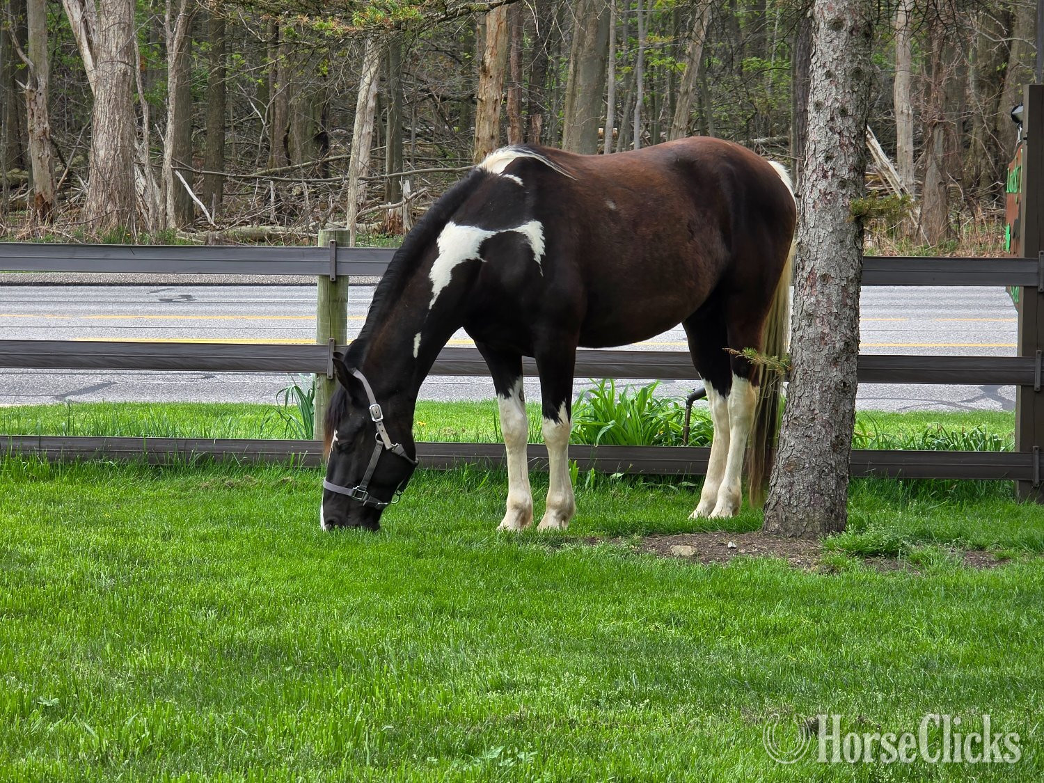 Ohio "Tobiano" Tabiano Gelding Tennessee Walker