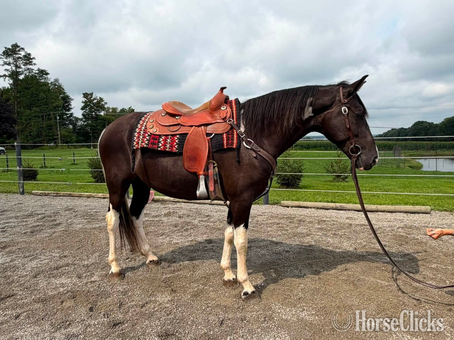 "Tobiano" Tabiano Gelding Tennessee Walker - Tennessee Walker in Ohio