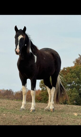 "Tobiano" Tabiano Gelding Tennessee Walker
