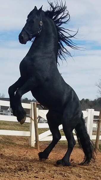 15.2hh Friesian Stallion