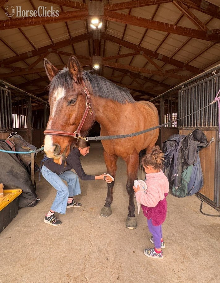 "BMQ I'm Addicted "Howie"" Bay Gelding Appendix in Colorado