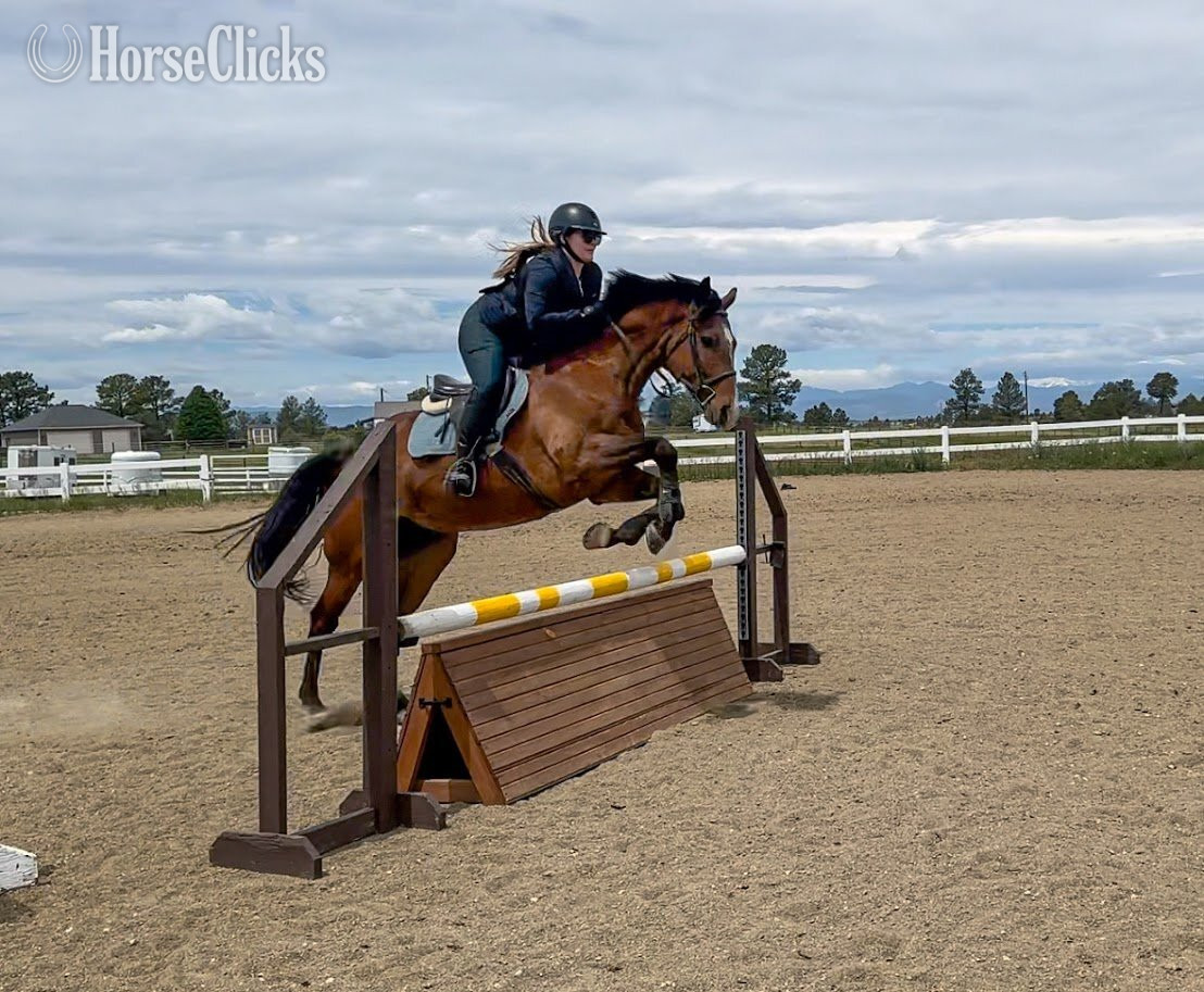 "BMQ I'm Addicted "Howie"" Bay Gelding Appendix
