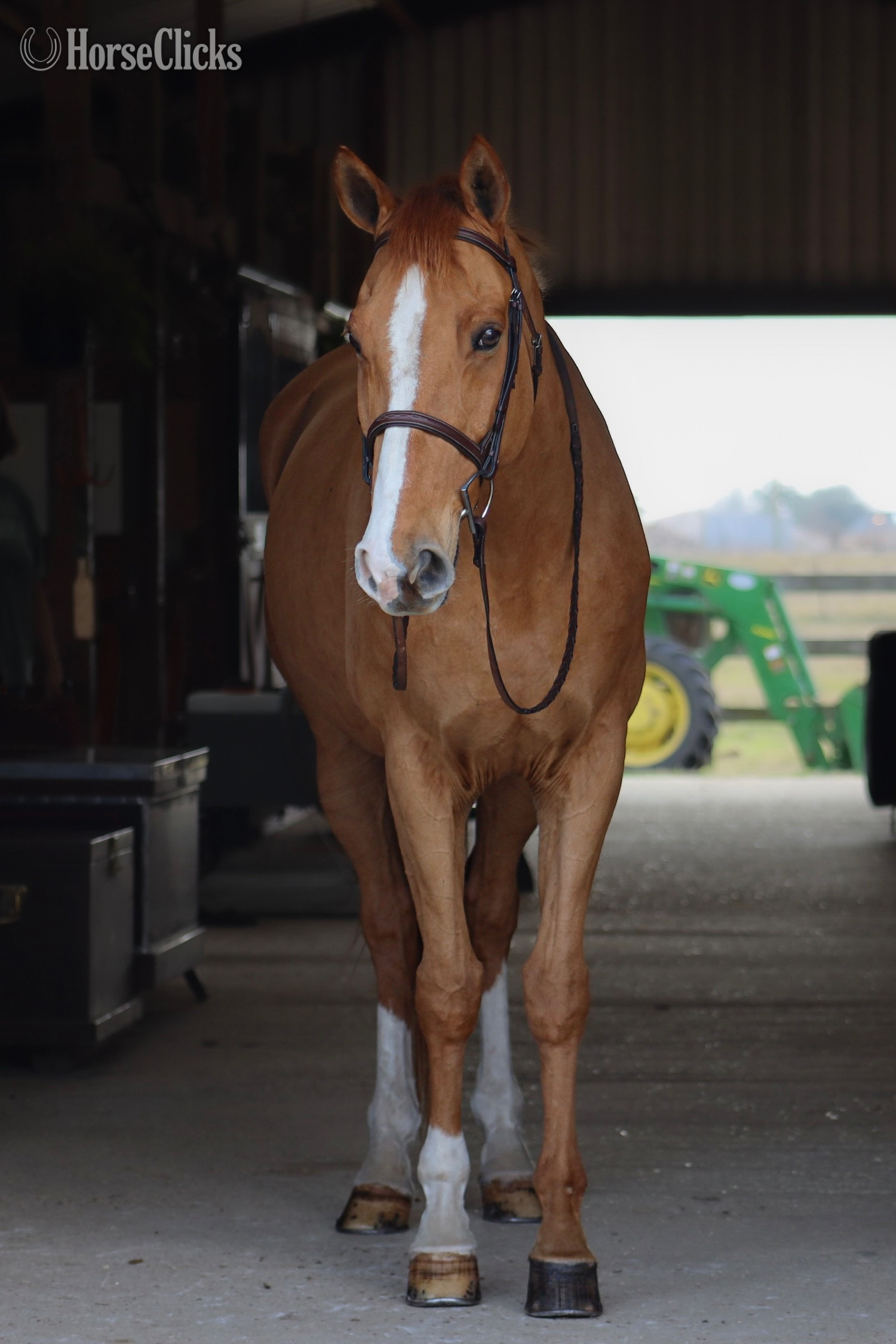 "Roadstar" Chestnut Gelding Warmblood in Alabama