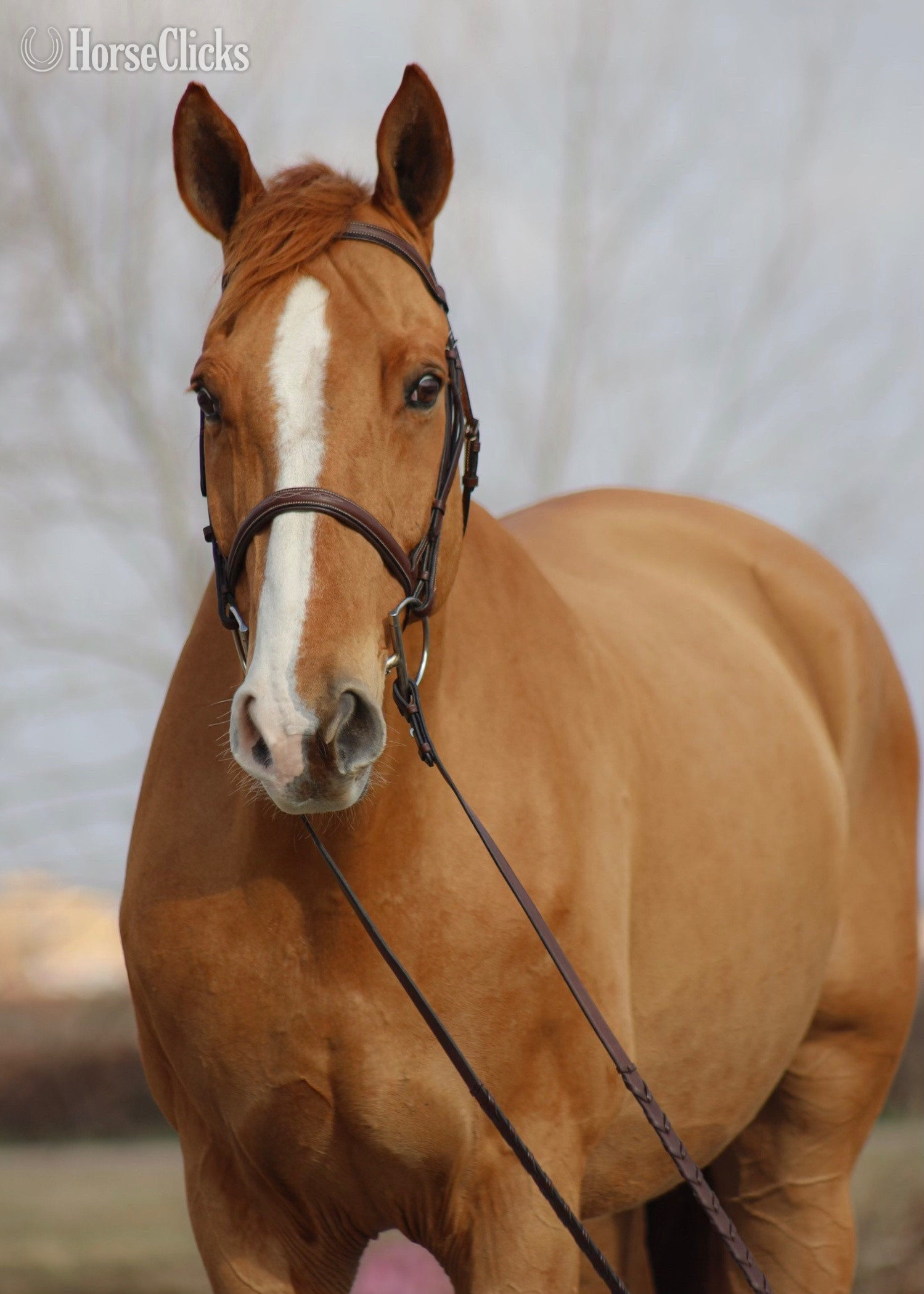 "Roadstar" Chestnut Gelding Warmblood