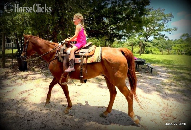 "Scooby" Red Roan Gelding Quarter Horse in Texas