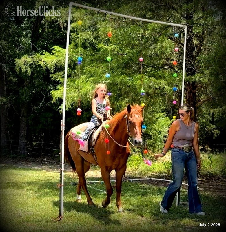 "Scooby" Red Roan Gelding Quarter Horse