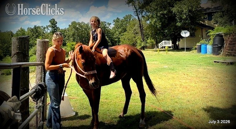 Texas "Scooby" Red Roan Gelding Quarter Horse