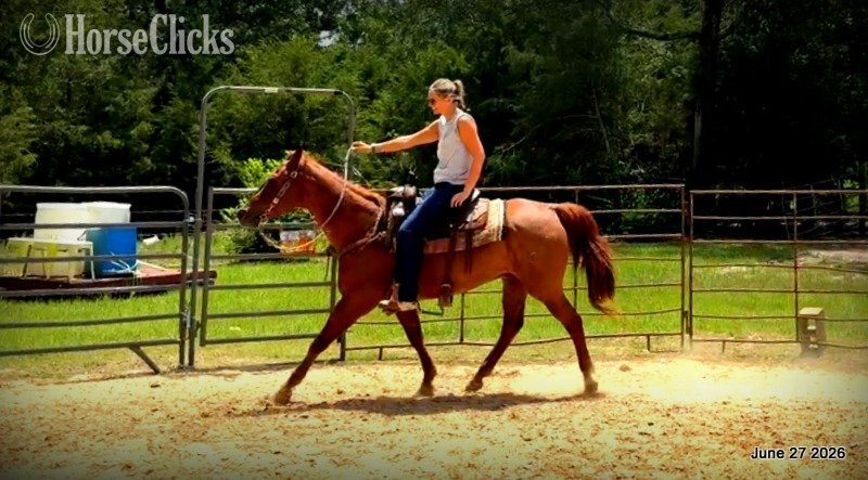 "Scooby" Red Roan Gelding Quarter Horse - Quarter Horse in Texas