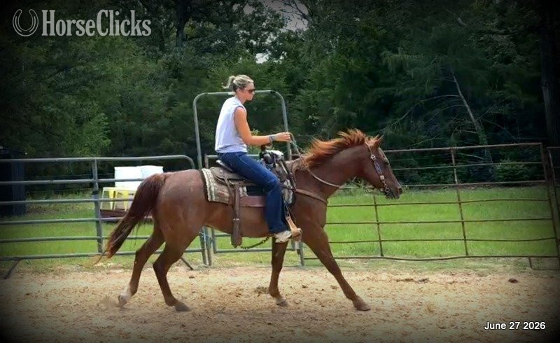 "Scooby" Red Roan Gelding Quarter Horse - Quarter Horse