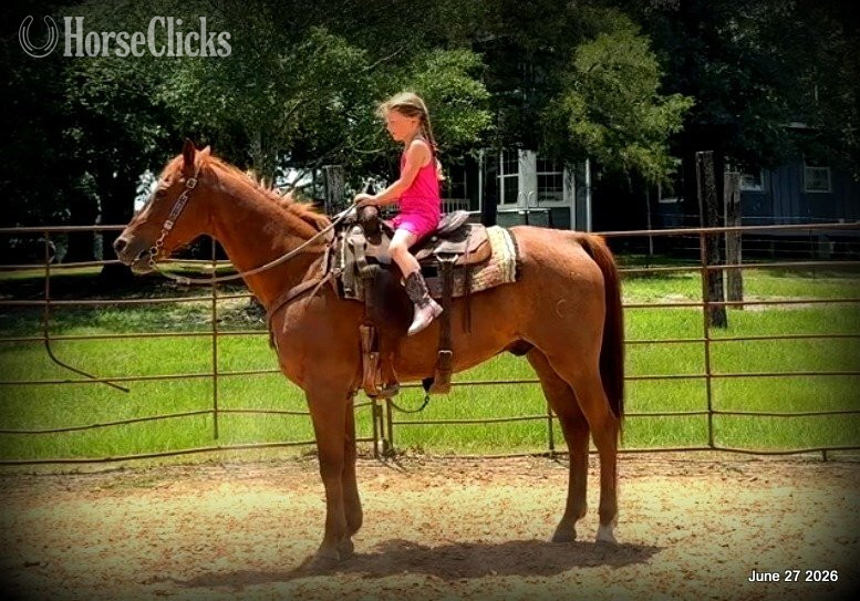 "Scooby" Red Roan Gelding Quarter Horse Texas