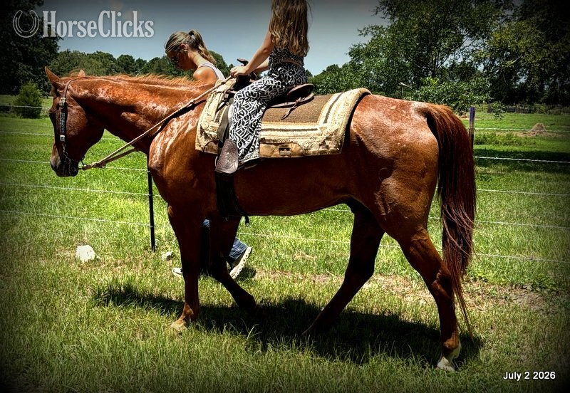 Quarter Horse - "Scooby" Red Roan Gelding Quarter Horse in Texas