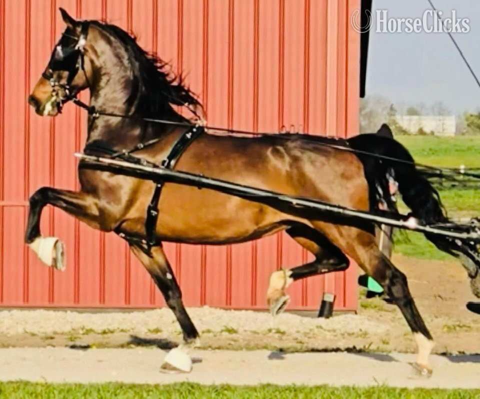 "N Miss Kelly DMS" Bay Mare Dutch Warmblood in Michigan