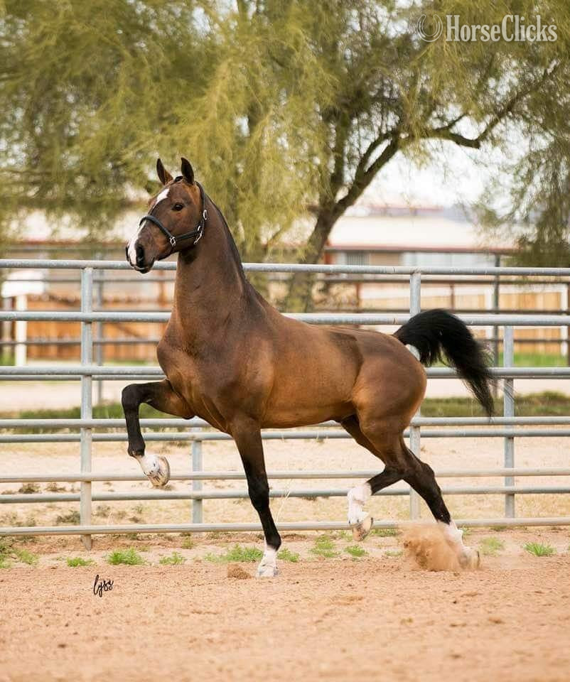 "N Miss Kelly DMS" Bay Mare Dutch Warmblood